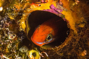 Blenny in circle, Galapagos Ecuador by Alejandro Topete 
